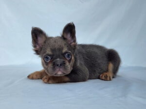 3827cccChelsea-Fluffy-French-bulldog-puppy-The-Puppy-Lodge.jpg