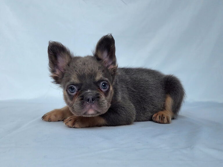 3827cccChelsea-Fluffy-French-bulldog-puppy-The-Puppy-Lodge.jpg