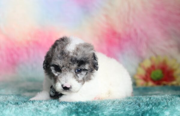 9602b-Sparky-mini-poodle-The-Puppy-Lodge-scaled.jpg