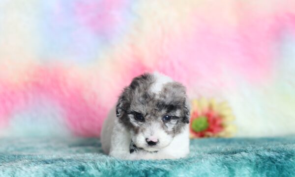 9602bb-Sparky-mini-poodle-The-Puppy-Lodge-scaled.jpg