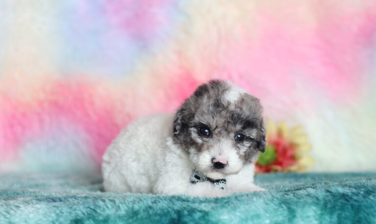 9602bbb Sparky -mini poodle-The Puppy Lodge.JPG