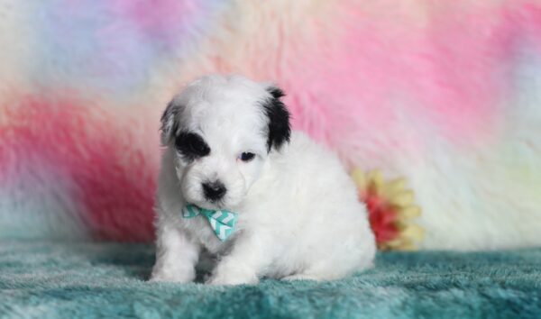 9603b-Skipper-mini-poodle-The-Puppy-Lodge-scaled.jpg
