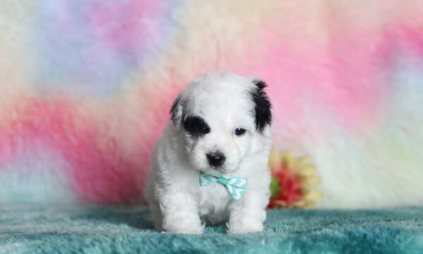 9603bb-Skipper-mini-poodle-The-Puppy-Lodge-scaled.jpg