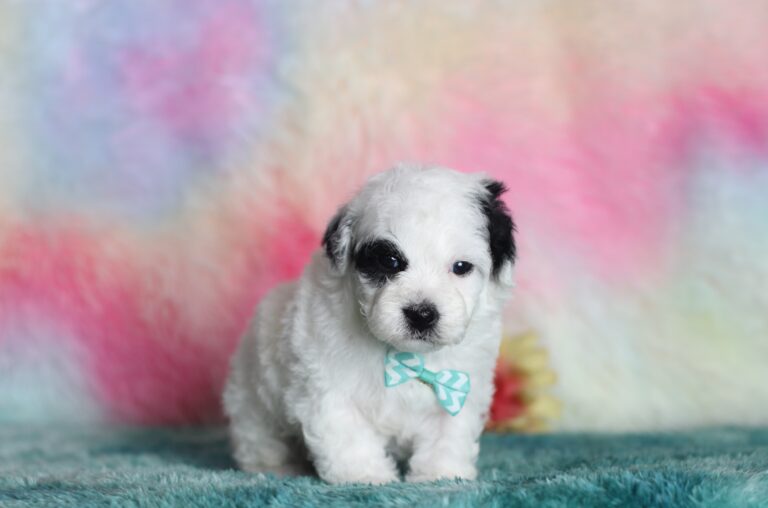 Skipper -mini poodle-The Puppy Lodge