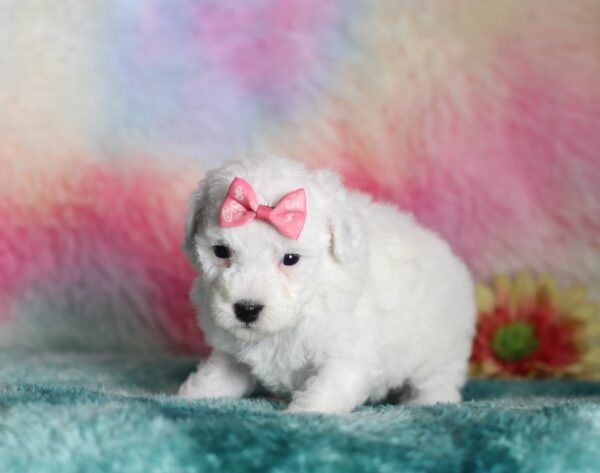 9606bSasha-mini-poodle-The-Puppy-Lodge-scaled.jpg