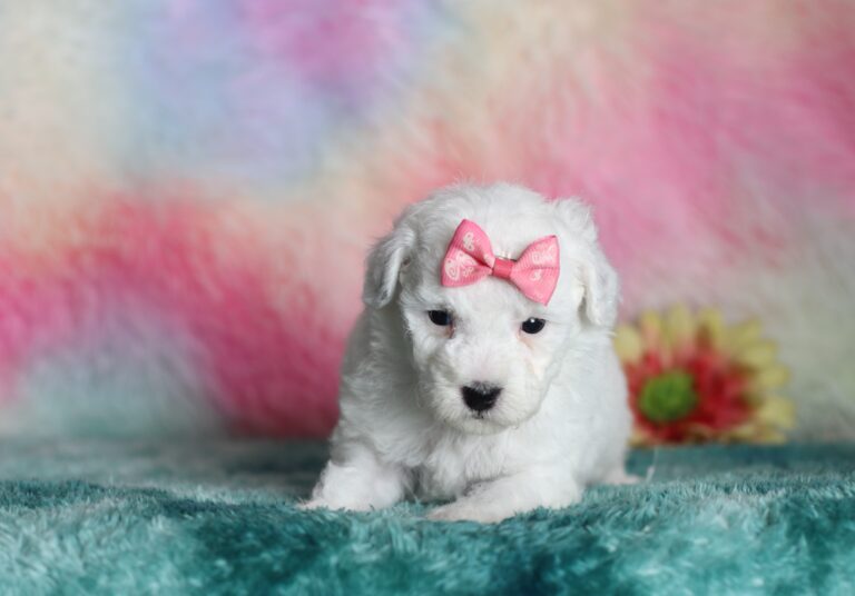 9606bbSasha-mini-poodle-The-Puppy-Lodge-scaled.jpg