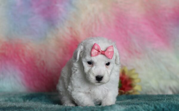 9606bbbSasha -mini poodle-The Puppy Lodge.JPG