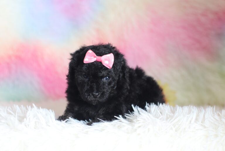 9607bSavannah-mini-poodle-The-Puppy-Lodge-scaled.jpg
