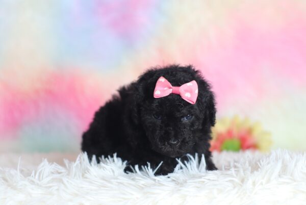 9607bbSavannah-mini-poodle-The-Puppy-Lodge-scaled.jpg