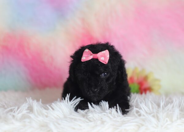 9607bbbSavannah -mini poodle-The Puppy Lodge.JPG