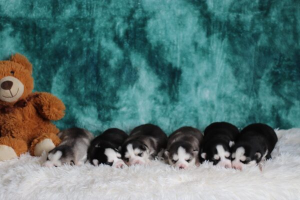Gray Girl's Litter