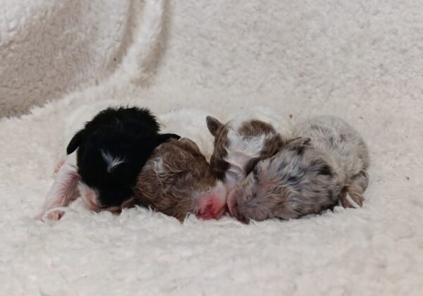 Happy-Gracie-litter-scaled.jpg