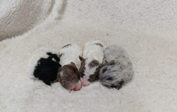 Happy-Gracie-litter-a-scaled.jpg
