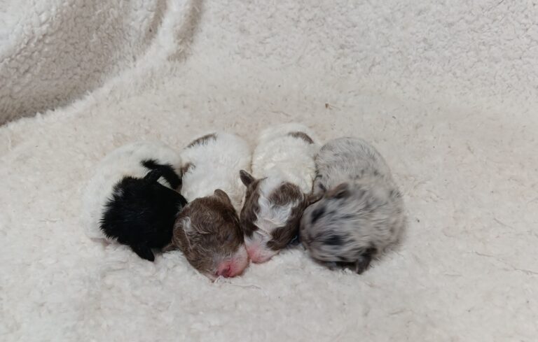 Happy-Gracie-litter-a-scaled.jpg