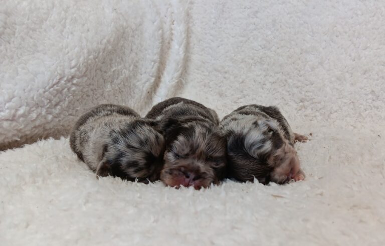 Marla-litter-1-fluffys-scaled.jpg
