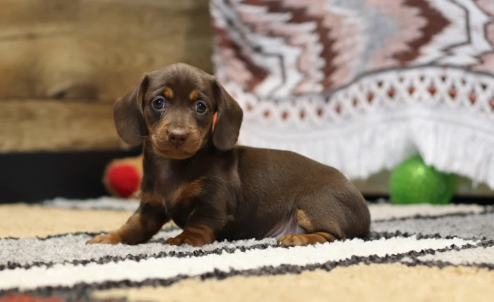Mini Dachshund Puppy
