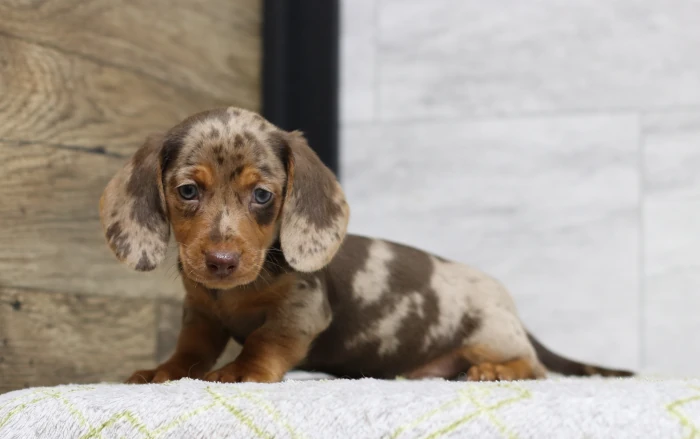 Miniature Dachshund