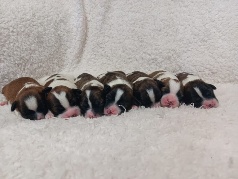 Nilla-litter-1-scaled.jpg