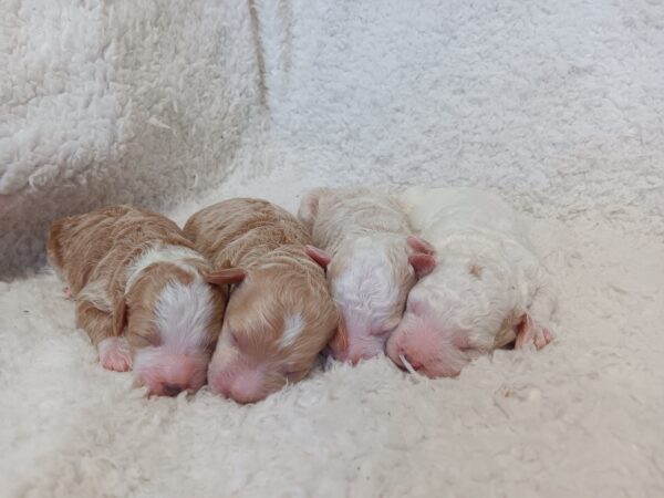 Sapphire's Litter