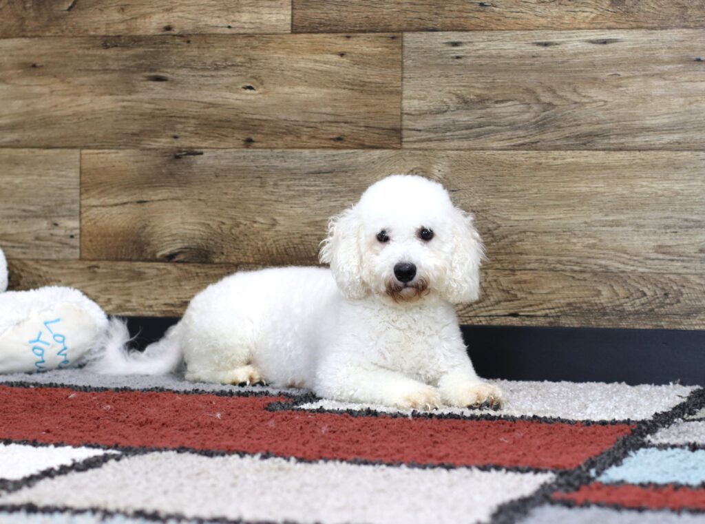 Nilla bichon female