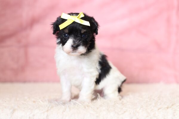 1063a-Gala-mini-poodle-The-Puppy-Lodge-scaled.jpg