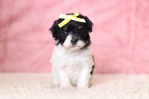 1063aa-Gala-mini-poodle-The-Puppy-Lodge-scaled.jpg