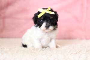 1063aaa-Gala-mini-poodle-The-Puppy-Lodge-scaled.jpg
