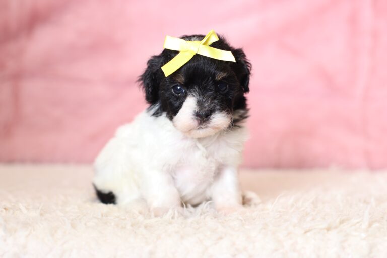1063aaa-Gala-mini-poodle-The-Puppy-Lodge-scaled.jpg