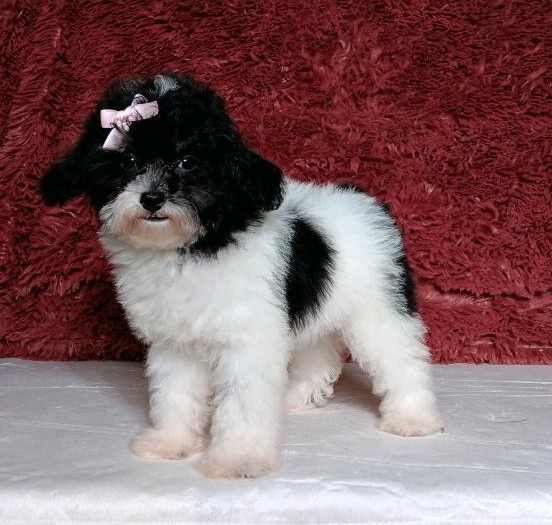 1063cccGala-mini-poodle-The-Puppy-Lodge.jpg