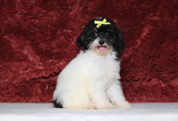 1063d-Gala-mini-poodle-The-Puppy-Lodge-scaled.jpg
