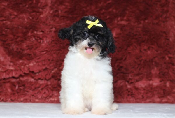 1063dd-Gala-mini-poodle-The-Puppy-Lodge-scaled.jpg