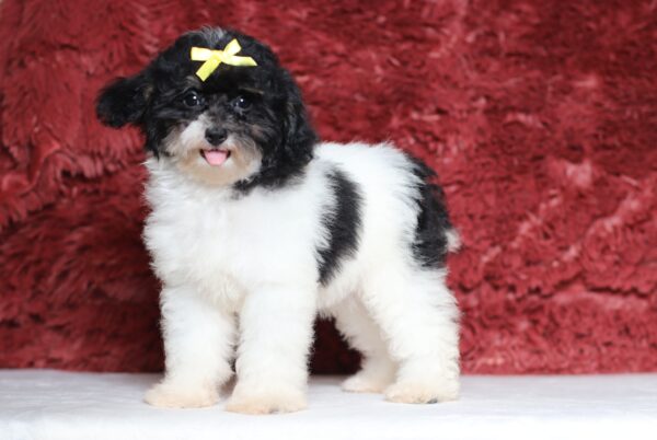 1063ddd-Gala-mini-poodle-The-Puppy-Lodge-scaled.jpg