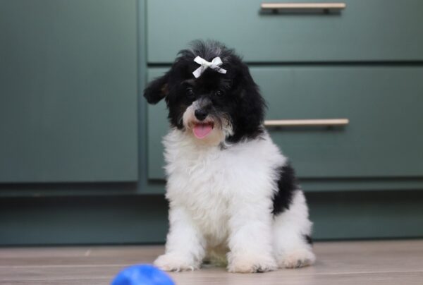 1063e-Gala-mini-poodle-The-Puppy-Lodge-scaled.jpg