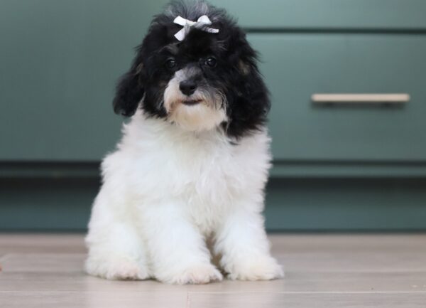 1063ee-Gala-mini-poodle-The-Puppy-Lodge-scaled.jpg