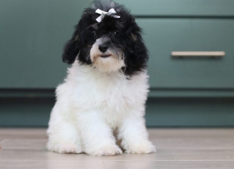 1063ee-Gala-mini-poodle-The-Puppy-Lodge-scaled.jpg