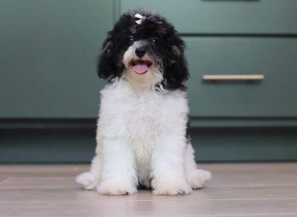 1063eee-Gala-mini-poodle-The-Puppy-Lodge-scaled.jpg