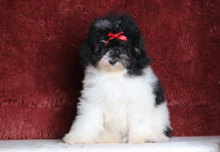 1063f-Gala-mini-poodle-The-Puppy-Lodge-scaled.jpg