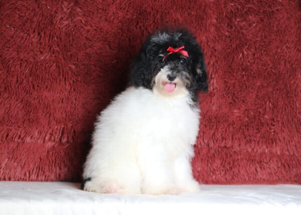 1063ff-Gala-mini-poodle-The-Puppy-Lodge-scaled.jpg