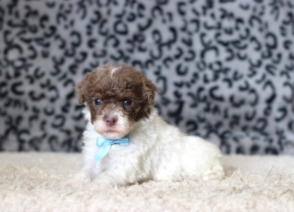 1072a-Garrett-mini-poodle-The-Puppy-Lodge-scaled.jpg