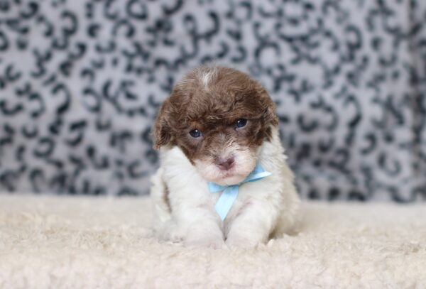 1072aa-Garrett-mini-poodle-The-Puppy-Lodge-scaled.jpg