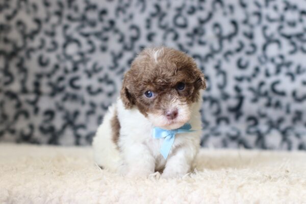 1072aaa Garrett mini poodle-The Puppy Lodge.JPG