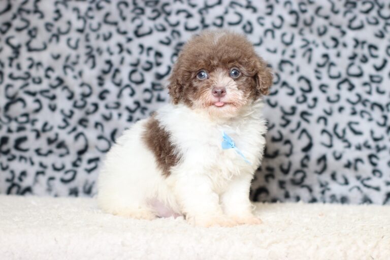 1072bb-Garrett-mini-poodle-The-Puppy-Lodge-scaled.jpg