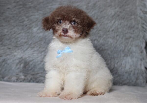 1072c-Garrett-mini-poodle-The-Puppy-Lodge-scaled.jpg