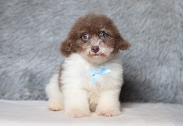 1072cc-Garrett-mini-poodle-The-Puppy-Lodge-scaled.jpg