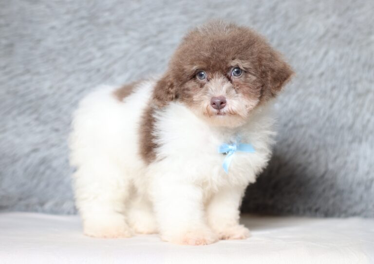 1072ccc-Garrett-mini-poodle-The-Puppy-Lodge-scaled.jpg