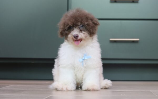 1072d-Garrett-mini-poodle-The-Puppy-Lodge-scaled.jpg