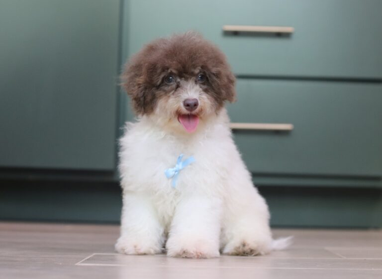 1072dd-Garrett-mini-poodle-The-Puppy-Lodge-scaled.jpg