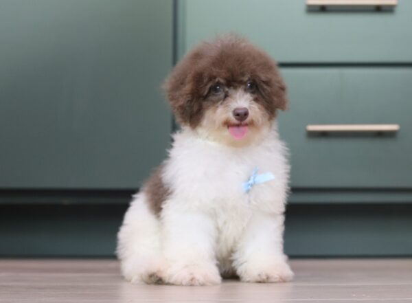 1072ddd Garrett mini poodle-The Puppy Lodge.JPG