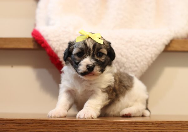 1073aNessa-Teddy-Bear-puppy-The-Puppy-Lodge-scaled.jpg