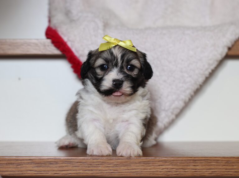 1073aaNessa-Teddy-Bear-puppy-The-Puppy-Lodge-scaled.jpg